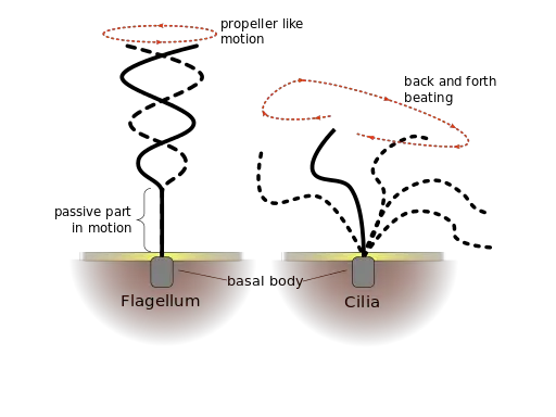 Image with missing alt attribute found on microscopemaster.com