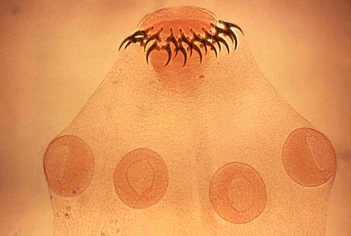 Image with missing alt attribute found on microscopemaster.com