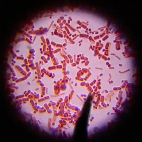 Image with missing alt attribute found on microscopemaster.com