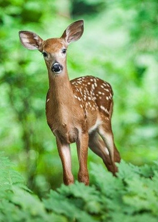 Khawnglung Wildlife Sanctuary &ndash; The Marvel Of Mizoram