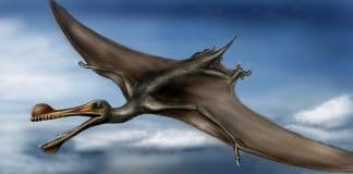Image with missing alt attribute found on newdinosaurs.com