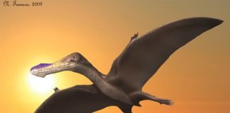 Image with missing alt attribute found on newdinosaurs.com