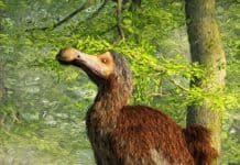 Image with missing alt attribute found on newdinosaurs.com