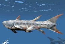 Image with missing alt attribute found on newdinosaurs.com