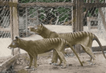 Image with missing alt attribute found on newdinosaurs.com