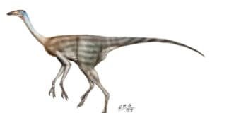 Image with missing alt attribute found on newdinosaurs.com