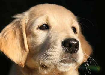 This Police Therapy Dog Was Accused of Stealing Donated Children&rsquo;s Toys