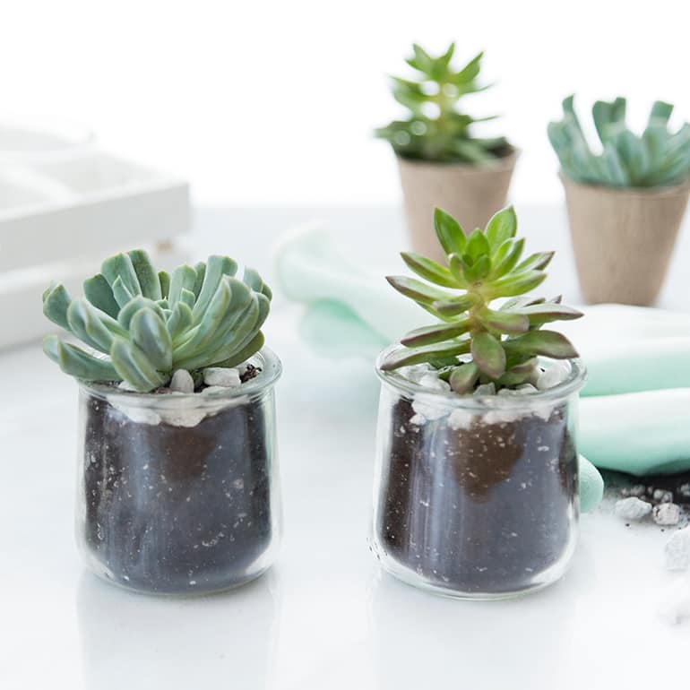 Oui by Yoplait yogurt jar repurposed as a succulent planter.