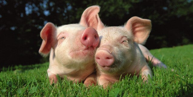 Image with missing alt attribute found on peta.org