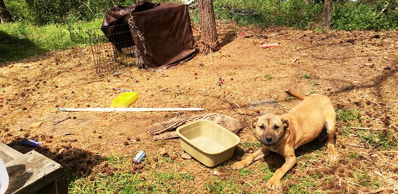 Image with missing alt attribute found on peta.org