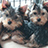 Image with missing alt attribute found on petassure.com