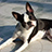 Image with missing alt attribute found on petassure.com