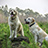 Image with missing alt attribute found on petassure.com