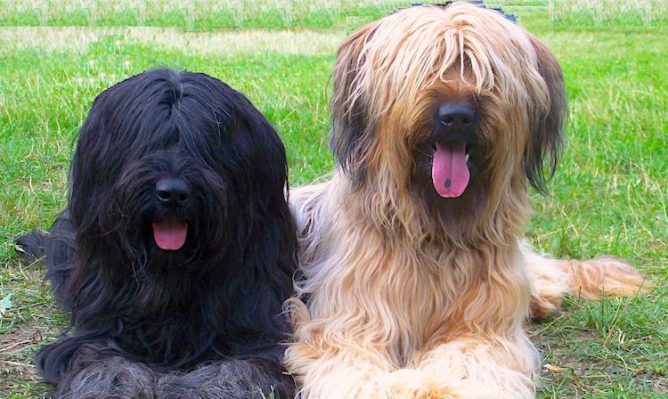 Image with missing alt attribute found on petful.com