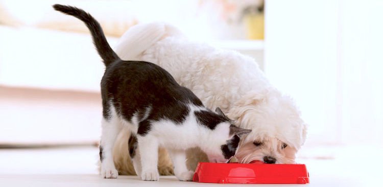 Petful pet food recall alerts