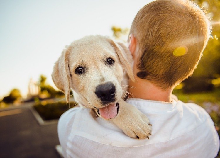 Essential puppy training tips