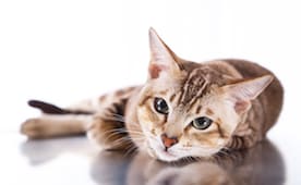 Image with missing alt attribute found on petmd.com