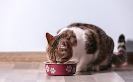Image with missing alt attribute found on petmd.com