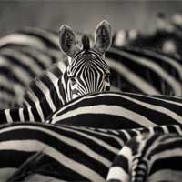 Black & White