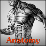 Anatomy of the Human Body for Artists
