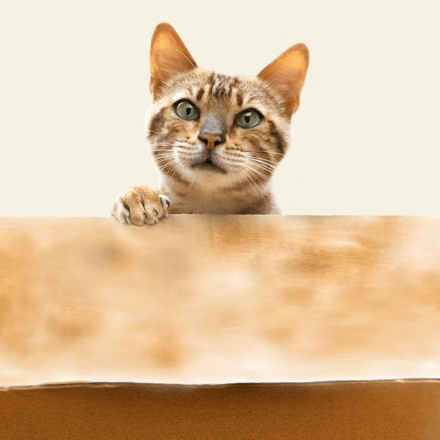 Image with missing alt attribute found on purina.co.uk
