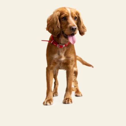 Image with missing alt attribute found on purina.co.uk