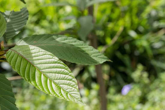 Red Vietnam Kratom
