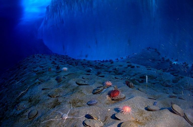 Image of an ice wall and the ocean floor at Explorer's Cover, New Harbor, McMurdo Sound