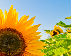 Sunflowers