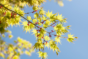 Leaves