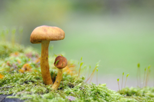 mushroom