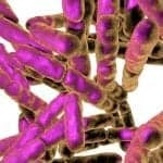 Respiratory Leaders Shine Light on Pneumonia Deaths