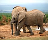 Addo Accommodation