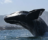 Hermanus Accommodation