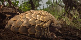luckiest bravest pangolin in the world phinda