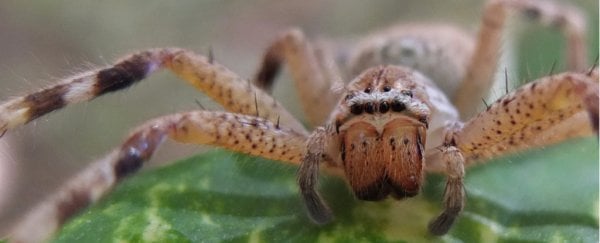 Horrifying photo of huntsman spider nest will haunt you, but scientists are excited