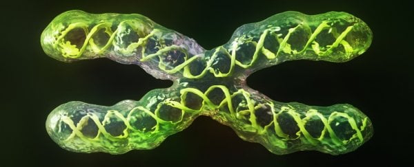 X chromosome study in mice hints at why women get more autoimmune issues