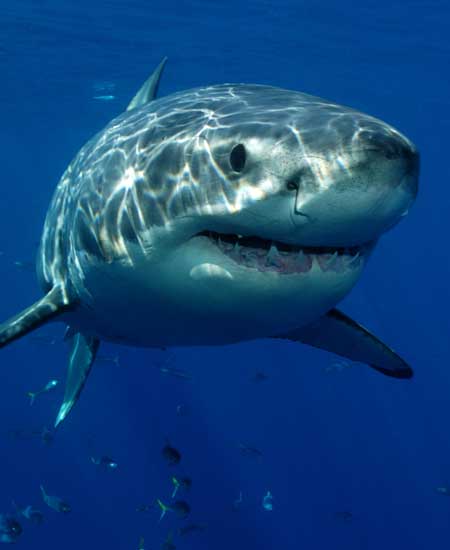 Image with missing alt attribute found on sharks-world.com