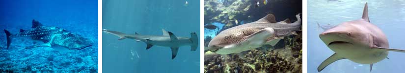 Image with missing alt attribute found on sharks-world.com