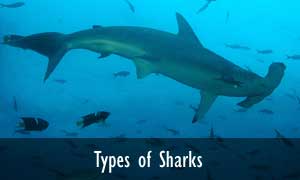 Image with missing alt attribute found on sharks-world.com