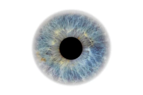 cornea