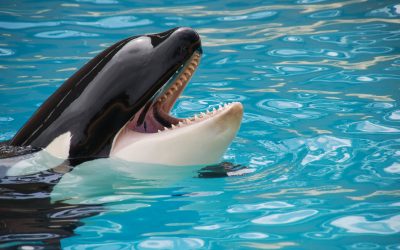 Ce este orca? Cum arată o orcă?