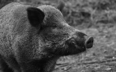 E adevărat că Statele Unite şi Marea Britanie au fost aproape de război din pricina unui porc?