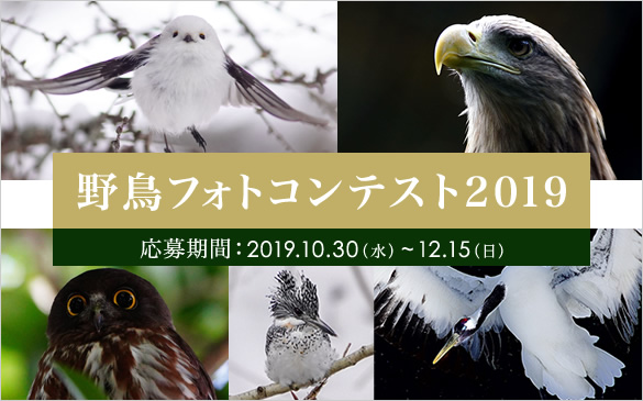 &alpha;cafe 野鳥オープンフォトコンテスト