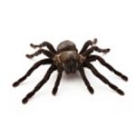 SpiderAnimal Totem