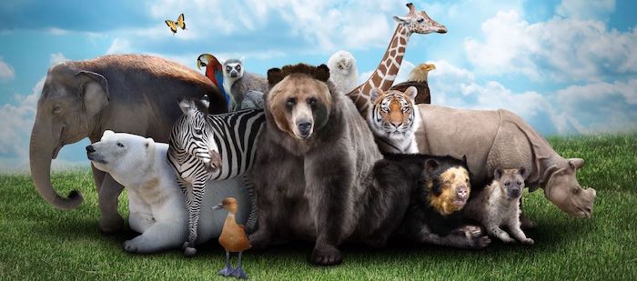 Image with missing alt attribute found on spiritanimal.info