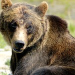 bear totem