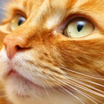 Cat Totem
