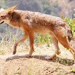 Coyote Totem