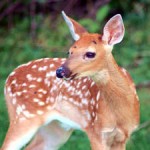 deer animal totem